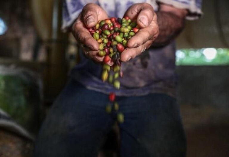 Alta Floresta sedia capacitação sobre qualidade do café produzido em Mato Grosso