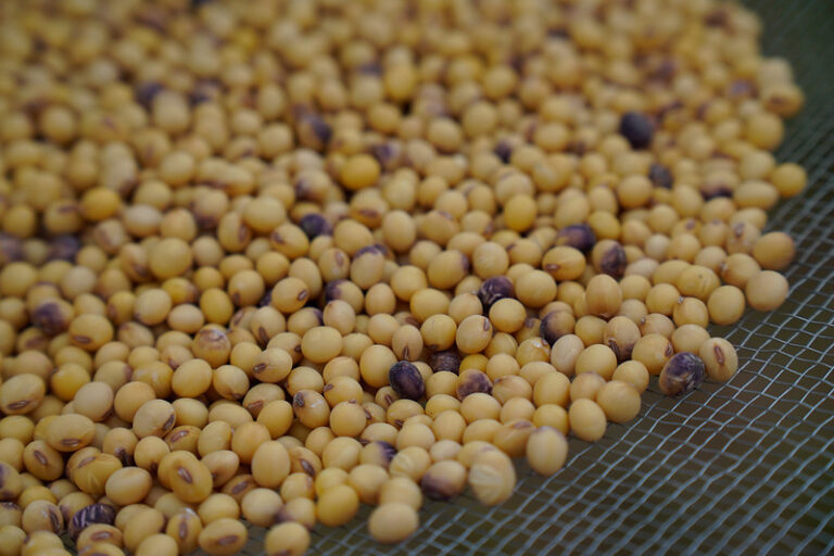Valorização da soja em MT dá novo fôlego à comercialização da safra atual e 2026/27, diz Imea