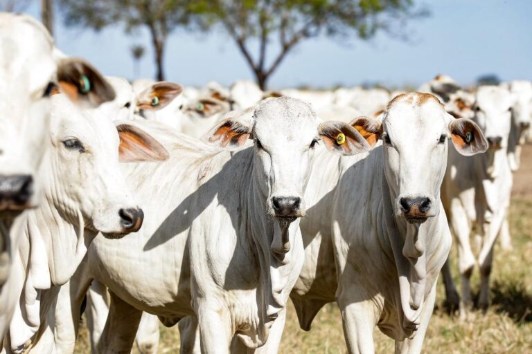 MT mantém maior rebanho bovino do país, mas perde 1,2 milhão de cabeças
