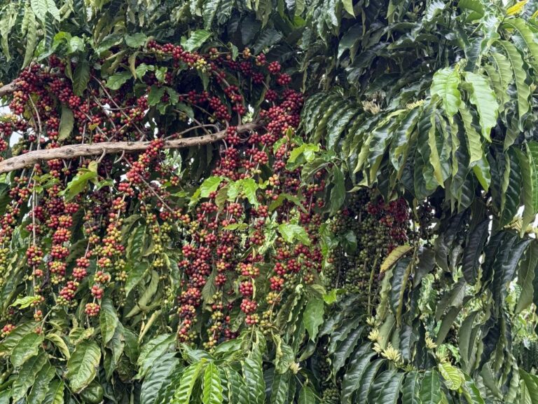 Concurso em Juína vai premiar os melhores cafés de Mato Grosso