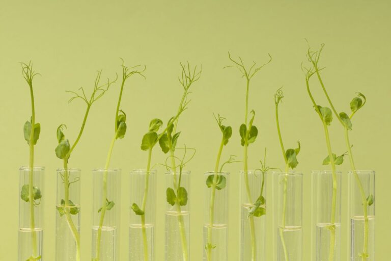 Unemat abre seleção para mestrado em Genética e Melhoramento de Plantas