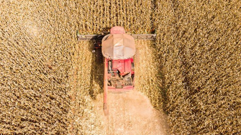Mato Grosso lidera produção de grãos no Brasil e concentra 59,7% do gergelim nacional
