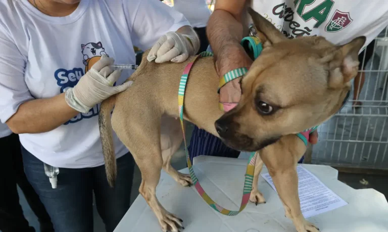 Campanha de vacinação antirrábica terá dois dias de atendimento em Alta Floresta